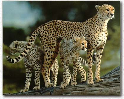 Acinonyx jubatus