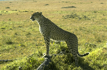 Acinonyx jubatus