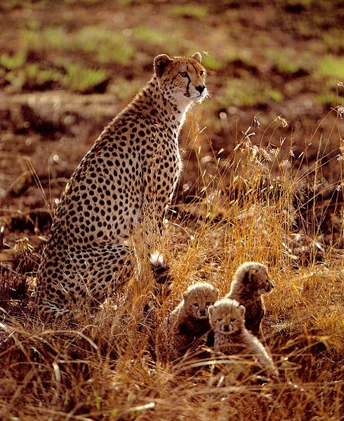 Acinonyx jubatus
