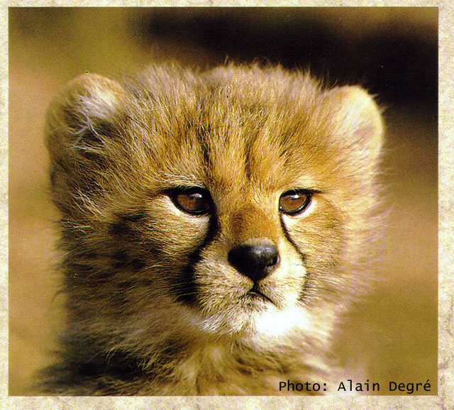 Acinonyx jubatus